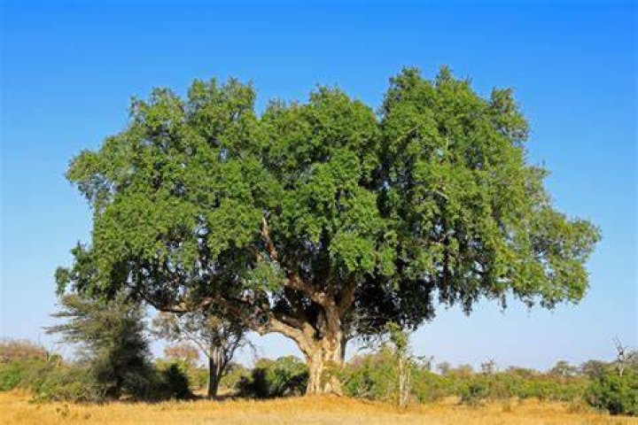 11 Sycamore Fig Tree Facts