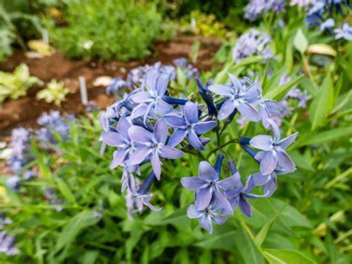 13 Intriguing Facts About Bluestar