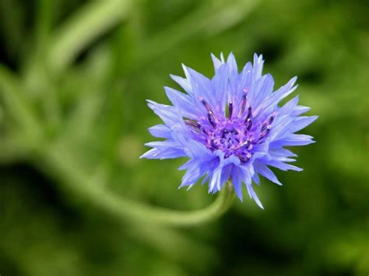 14 Intriguing Facts About Cornflower