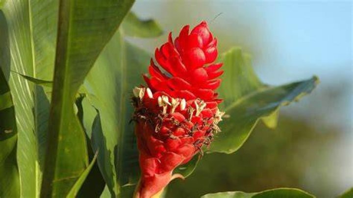 19 Captivating Facts About Red Ginger
