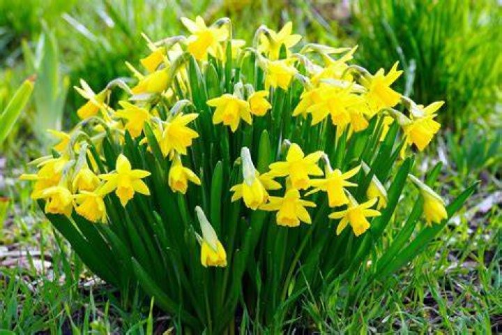 20 Mind-blowing Facts About Daffodil