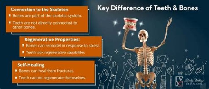 Are Teeth Bones? Why Are Teeth Not Considered Bones?