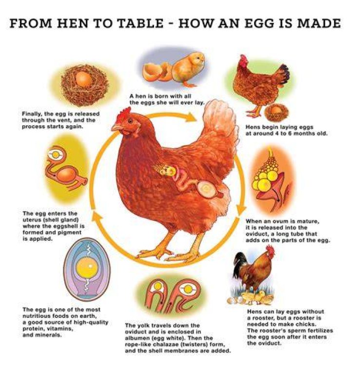 Causes for hens eating their eggs