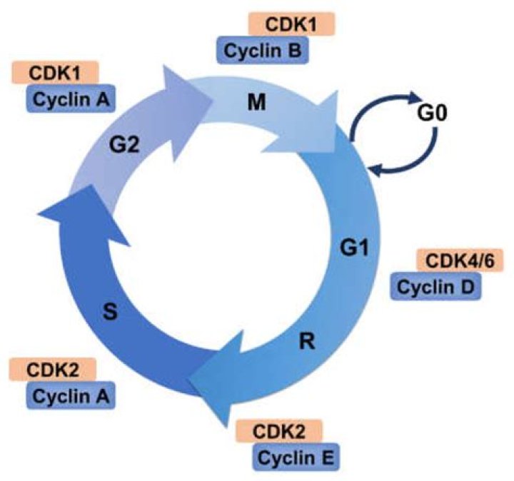 CDK1 | Cell Cycle Structural Biology