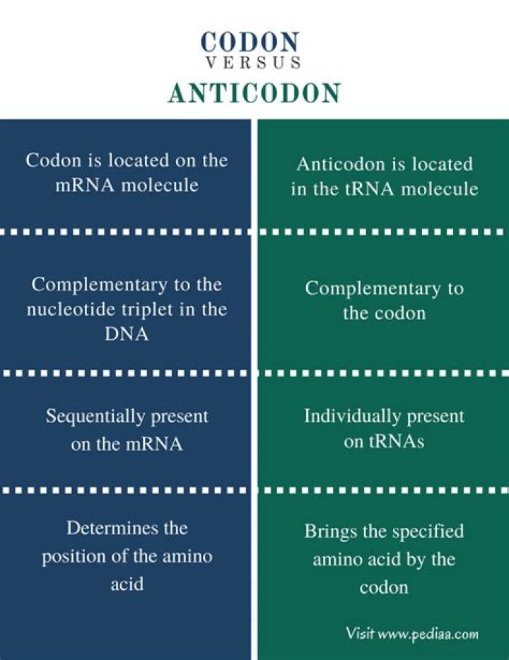 Difference Between Anticodon And Codon