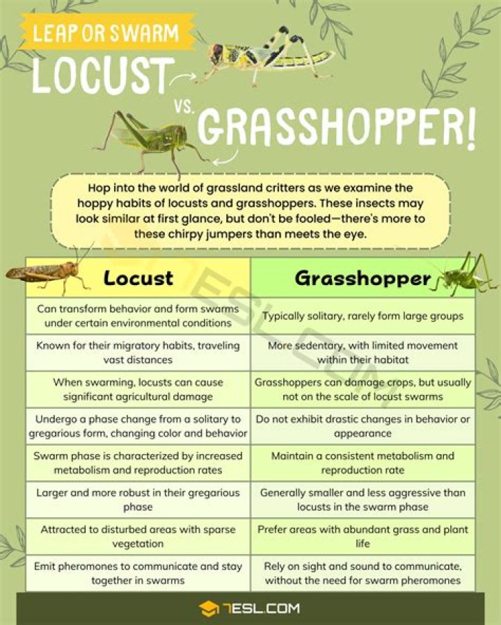 Difference Between Locust And Grasshopper