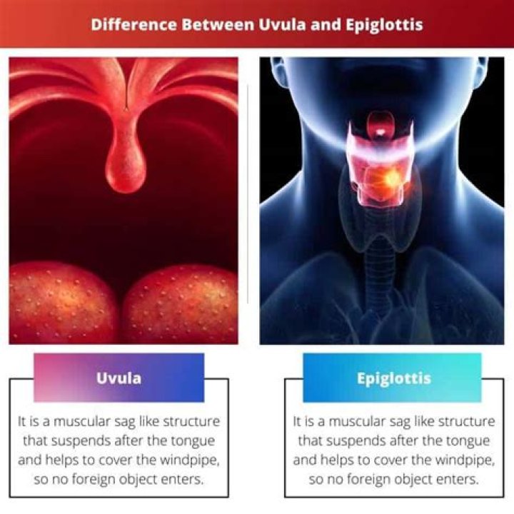 Difference Between Uvula And Epiglottis