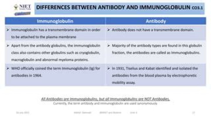 Differences Between Immunoglobulin And Antibodies