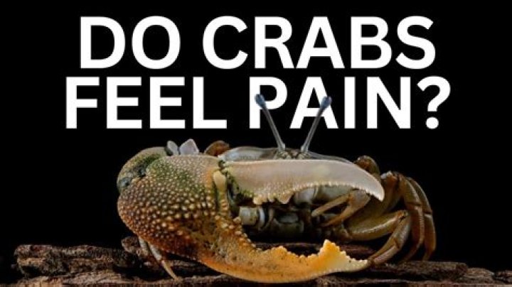 Do crabs feel pain?