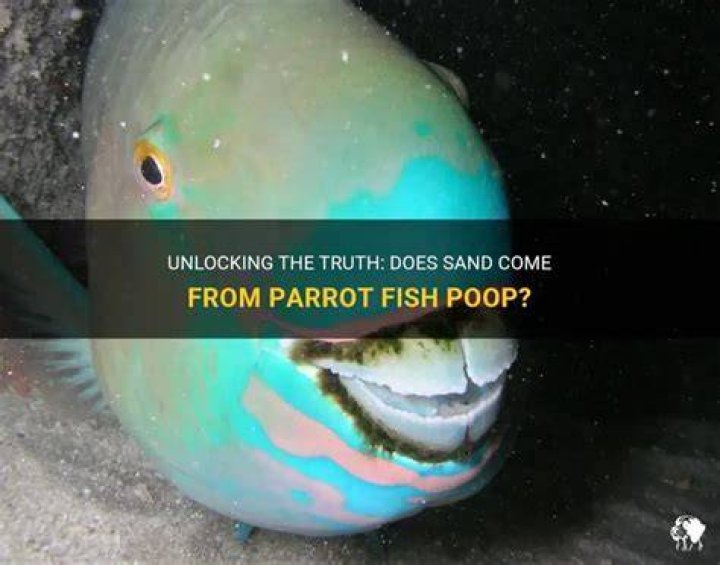 Does parrot fish poop sand?