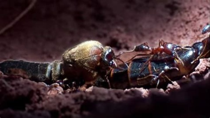 Does the queen ant ever come out?