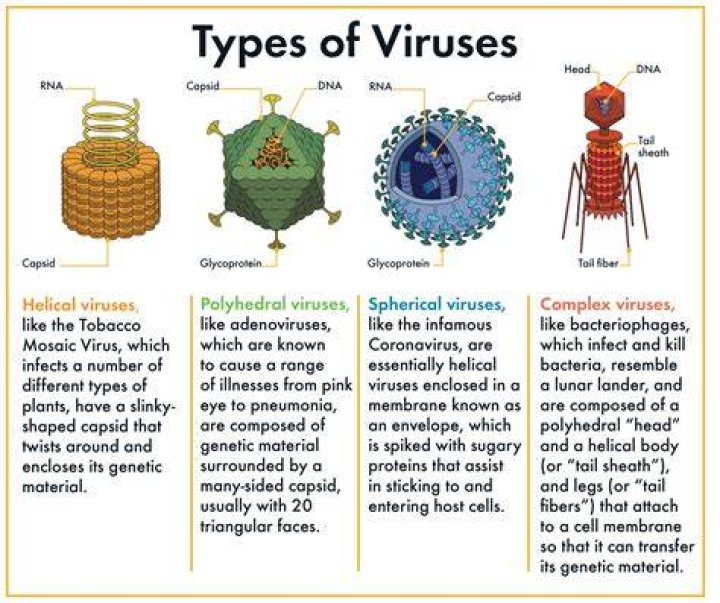 How did the T virus start?
