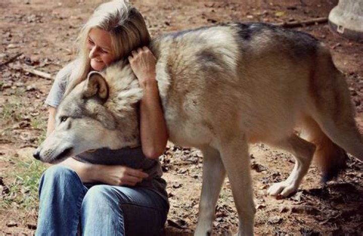 How do you befriend a wolf?