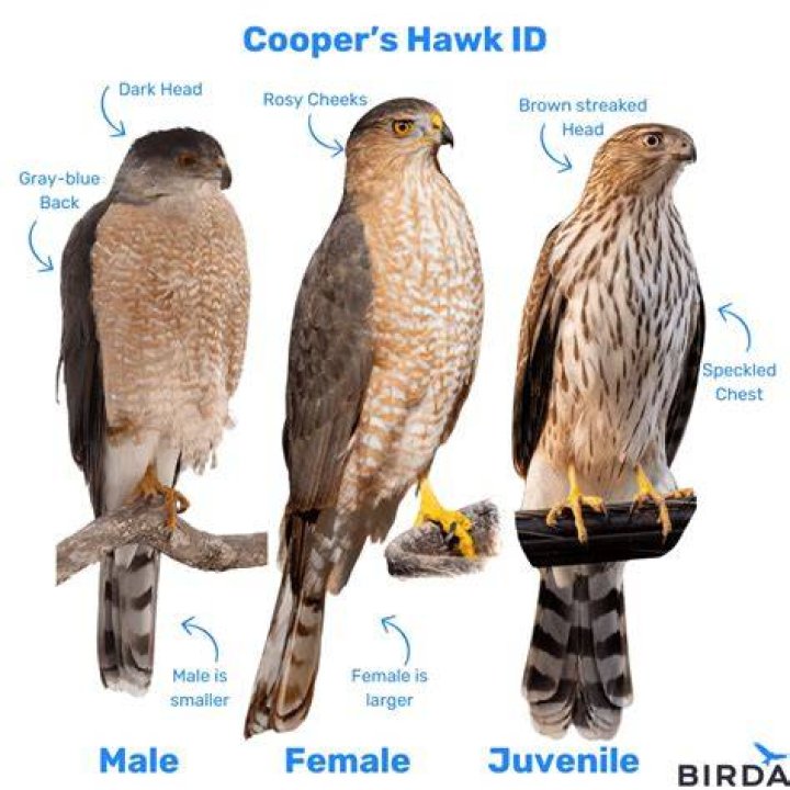 How old is Hawks MHA now?