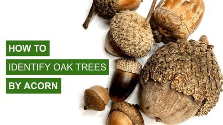 How to Identify Oak Trees Using Acorns