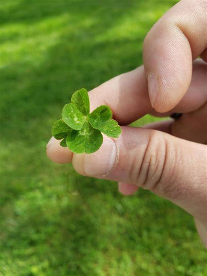 Is a 6 leaf clover lucky?