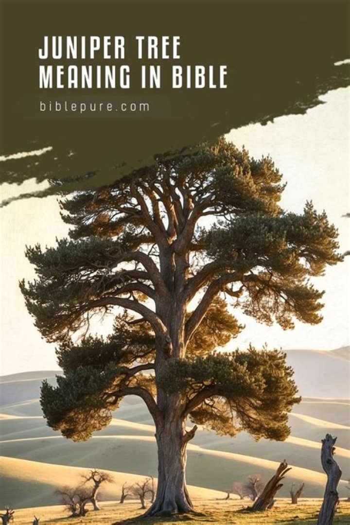 Is juniper a Bible name?
