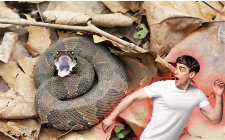 Is yanfei a snake?