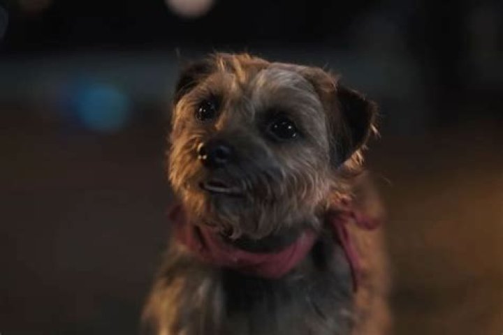 Jack Whitehall Shares a Manscaper With His Cavapoo