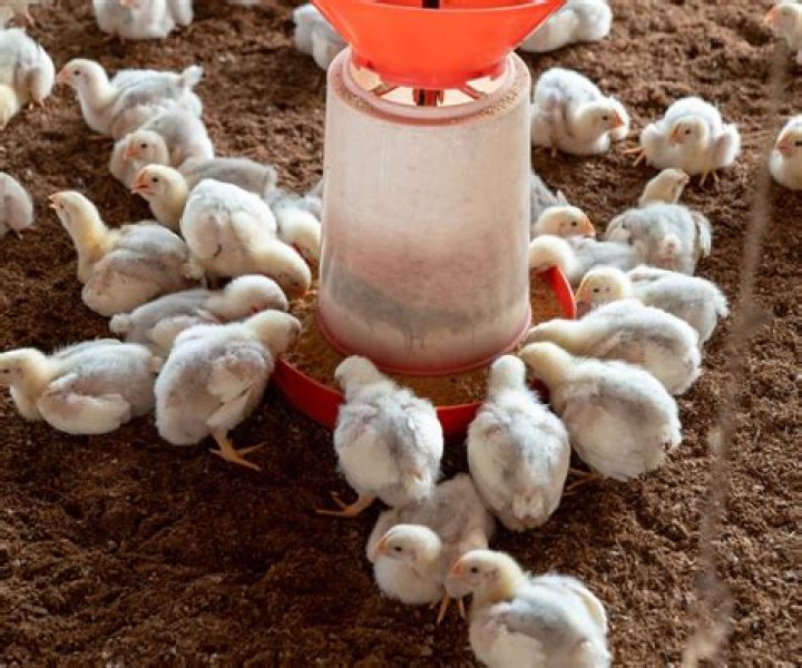 Soil and Broiler Litter Testing Basics
