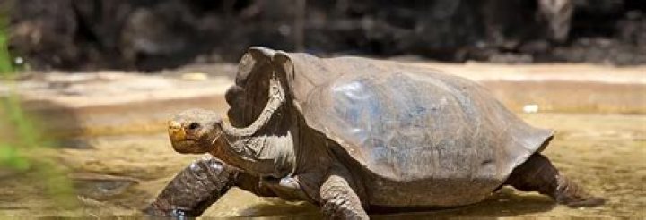 Understanding Darwin's Condition: A Comprehensive Overview