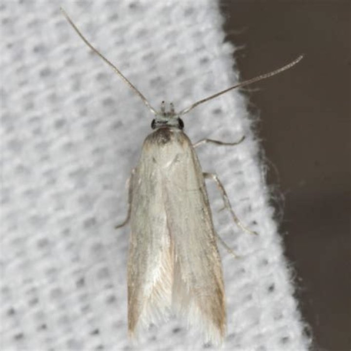 Webbing Clothes Moth, Vol. 2, No. 3