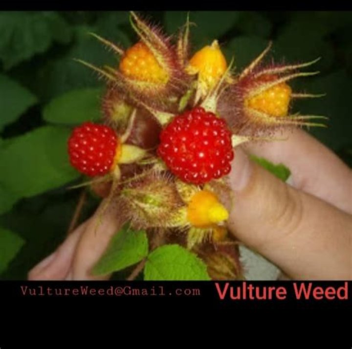 Weed - Vulture