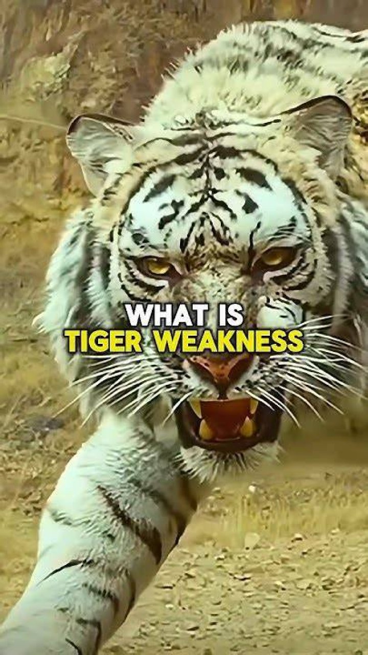 What is Neon Tiger weakness?