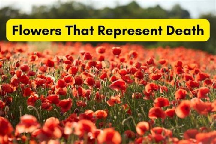 Which flower represents death?