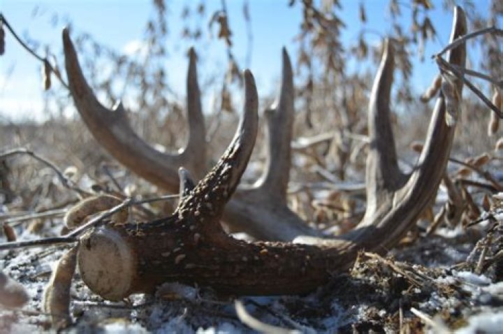 Why bucks shed their antlers