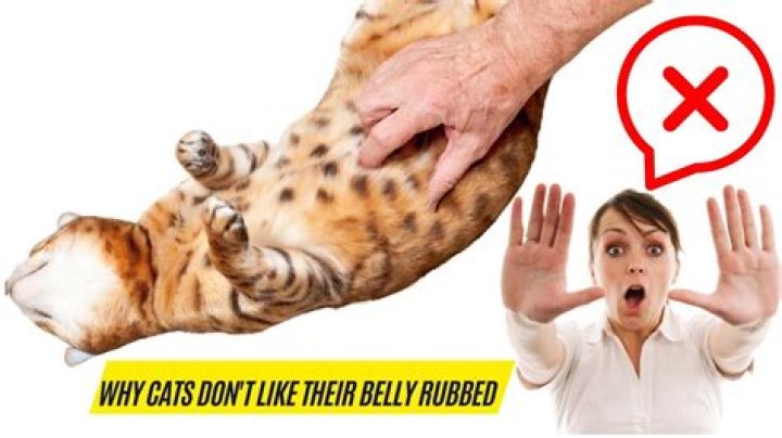 Why do cats hate belly rubs?